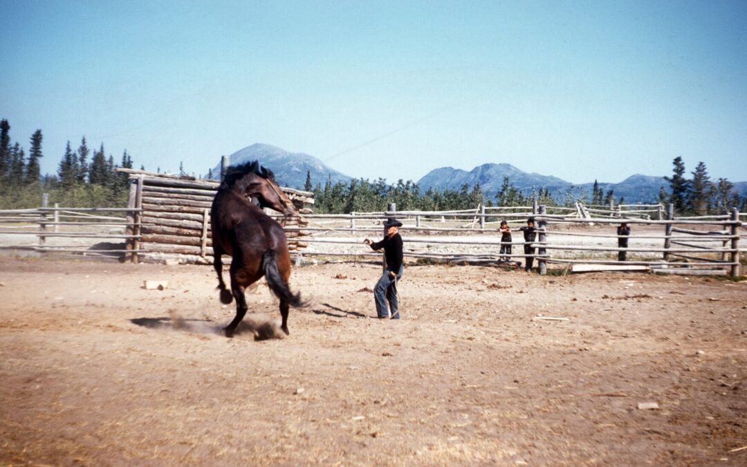 Breaking horse 1960’s