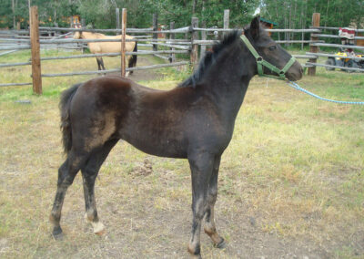 Halter break