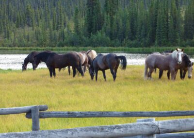 Grazing