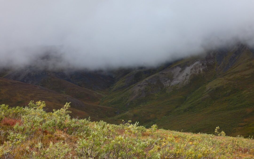 Fog